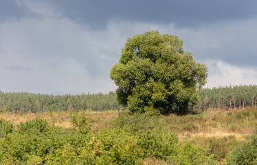 Fototapeta premium Green tree in nature in summer.