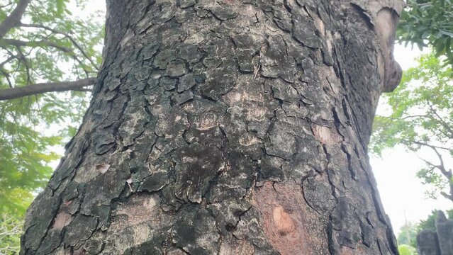Close-up of nacre tree in the Tao Dan park, Ho Chi Minh City