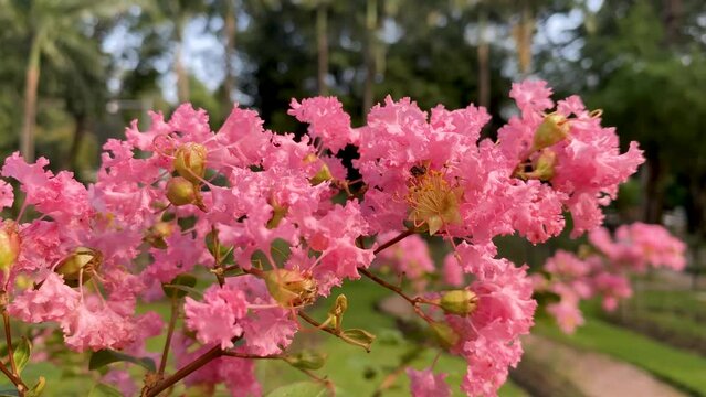 Close-up Of A Honey Bee Collecting Pollen on lagerstroemia speciosa in the Tao Dan Park