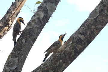 Pica-pau-verde-barrado (Colaptes melanochloros) no parque da cidade de Bras&iacute;lia Dona Sarah Kubitschek