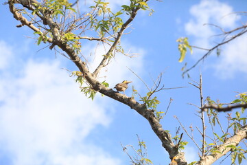 Pica-pau-verde-barrado (Colaptes melanochloros) no parque da cidade de Bras&iacute;lia Dona Sarah Kubitschek