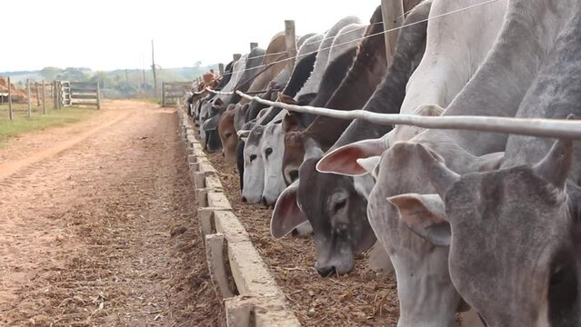 Gado nelore em confinamento intensivo