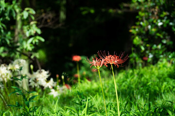９月宇治市植物公園