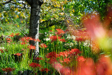 ９月宇治市植物公園