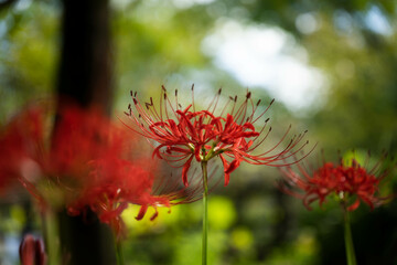 ９月宇治市植物公園