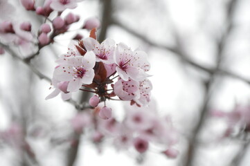 Hermosa flor de sakura en plano detalle. 