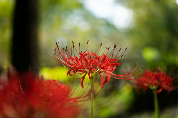 ９月宇治市植物公園