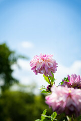 ９月宇治市植物公園
