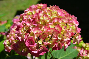 Flores rosáceas y amarillas. 