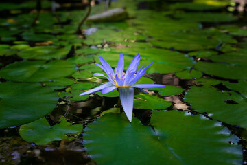 ９月宇治市植物公園