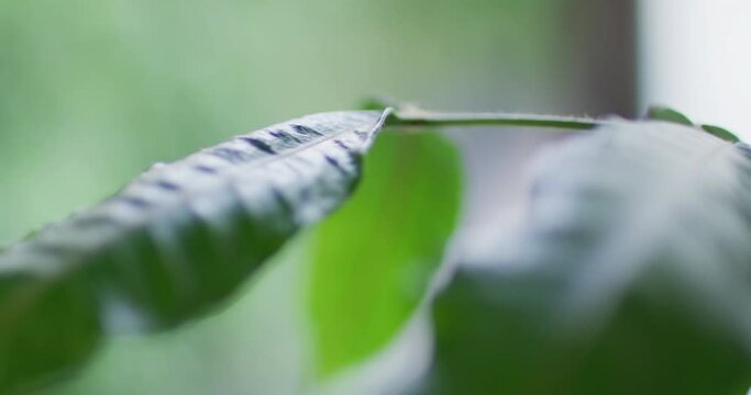 Close up of big green leaves moving on blurred background