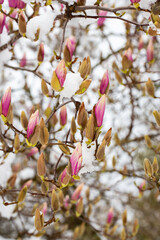 unexpected cold snap. Snow on flowering trees, magnolia flowers in the snow