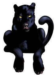 pantera nera sdraiata frontale © Piumadaquila.it