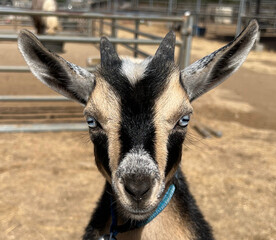 Nubian goat