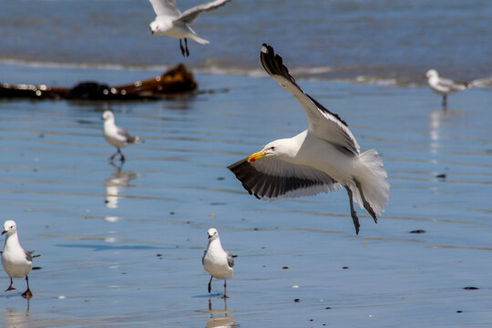 kelp gull about to land on the beach
