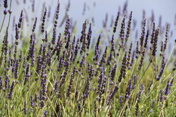 lavender in the field