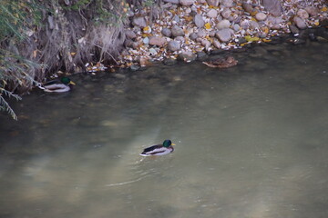 Un patito nadando en aguas del rio Guadalquivir