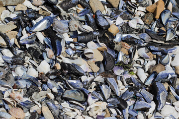 Sea shells on the sea shore with stones and stuff