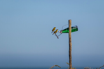 Obraz premium two cape white eye birds sitting at a sugar syrup feeder with blue sky in the background