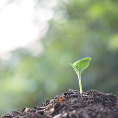small green sprout plant growing