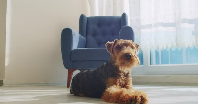 Welsh terrier dog lying on the floor in the living room obey the owner commands