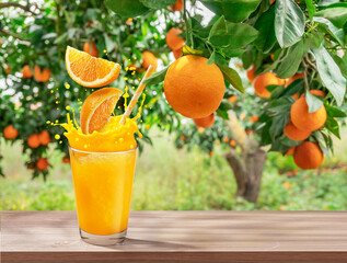 Glass of orange juice with orange splash on wooden table. Blurred orchard garden at the background.