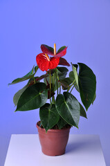 vaso com planta ornamental anturio 