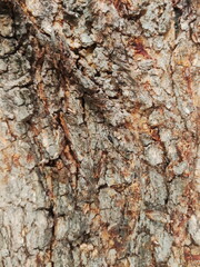bark of a tree