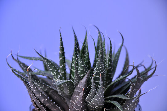 esp&eacute;cie de cacto pontudo verde 