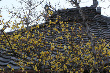 ロウバイの黄色い花