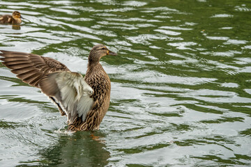 female mallard duck flapping wings about to take off from the water with duckling in the background