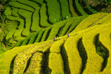 Rice fields on terraces in Mu Cang Chai, Vietnam