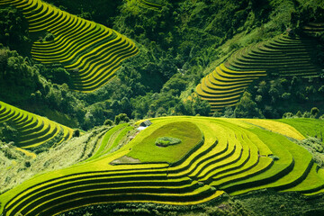 Rice fields on terraces in Mu Cang Chai, Vietnam