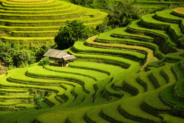Fototapeta na wymiar Rice fields on terraces in Mu Cang Chai, Vietnam
