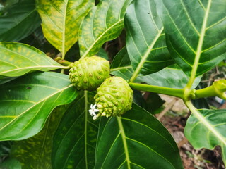 close up of a walnut