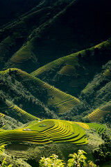 Rice fields on terraces in Mu Cang Chai, Vietnam