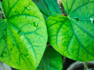 green leaf background
