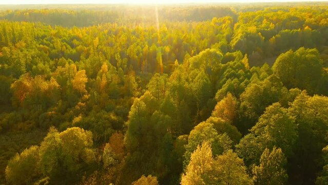 Aerial View Of Oak Forest 4K. Elevated View Of Woods Forest Landscape During Sunset In Autumn Evening. Calm Flight Above Fall Autumn Mixed Forest During Beautiful Sunset Evening. Sun Sunlight Through