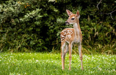 White-tailed deer fawn standing in the grass at a wildlife sanctuary in Rome Georgia.
