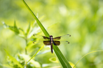 Dragonflies are at rest in a park in Rome Georgia.