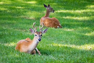 Juvenile white-tailed stag sitting in the grass at a wildlife sanctuary in Rome Georgia.