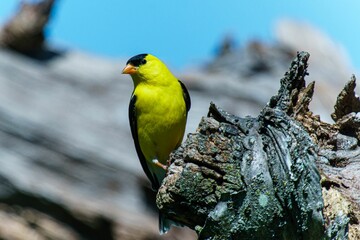 Closeup shot of an American goldfinch on the tree