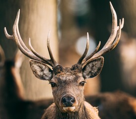 Portrait of red deer stag with antlers with blurred background