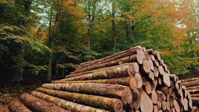 Wooden Logs Stacked In The Woods