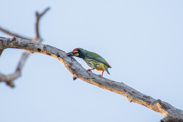 Coppersmith barbet bird on tree branch.