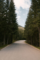 Fototapeta premium Landscape with empty asphalt road through woods in summer. Road in a mountain forest . Beautiful mountain curved roadway, trees with green foliage and overcast sky. Concept of traveling and hiking
