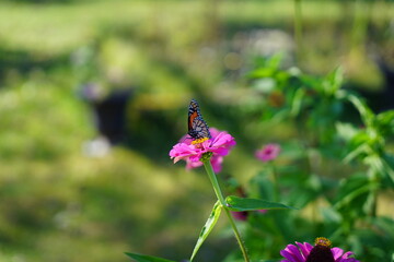 A monarch butterfly feeds from Zinnia flowers