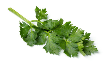 Twig of fresh green celery leaves isolated on white background