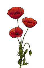 Red poppy flowers. Poppy flowers illustration 