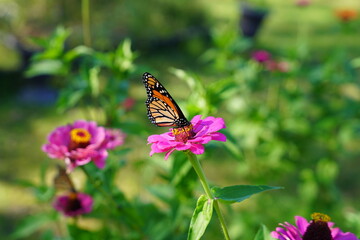 Fototapeta na wymiar A monarch butterfly feeds from Zinnia flowers